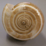 Models of Shells