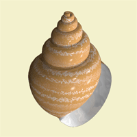 conchas