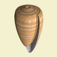 conchas